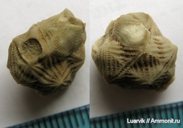 Echinoencrinites, Cystoidea, Rhombifera, Gonocrinites