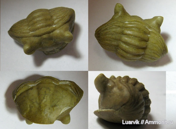 Asaphus, Asaphus kotlukovi