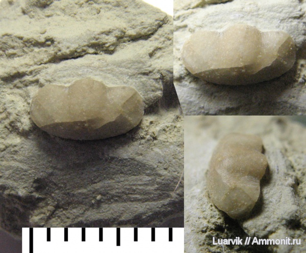 Panderia, Panderiidae