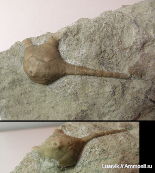 Hoplocrinus, Hybocrinida, Crinoidea