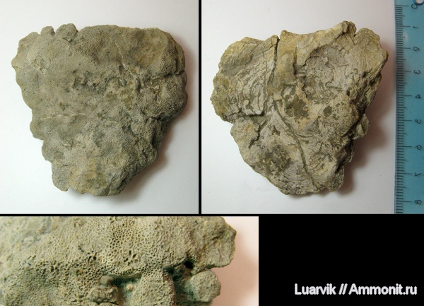 Porifera, Stellispongia, Calcarea