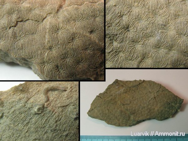 Scleractinia, Dimorphastraea