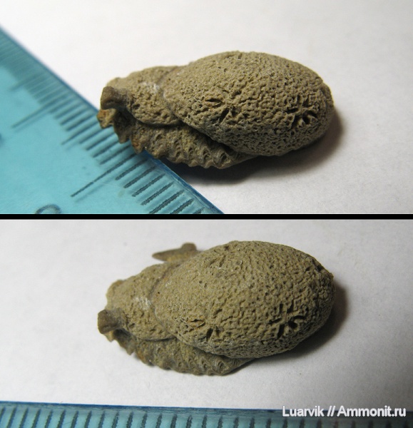 Porifera, Stellispongia, Calcarea