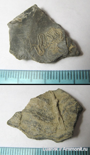 Serpulidae, Glomerula, Filogranula, Sabellidae