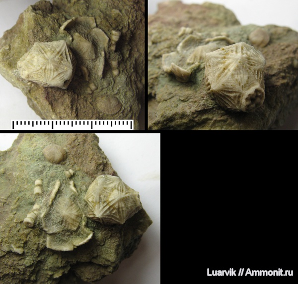 Echinoencrinites, Cystoidea, Rhombifera