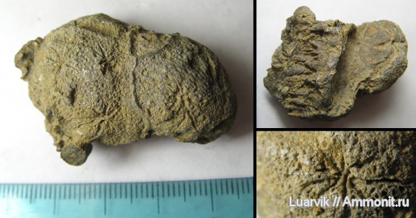 Porifera, Stellispongia, Calcarea