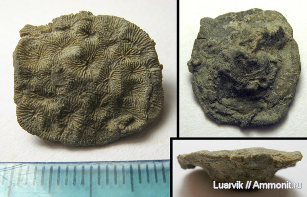 Scleractinia, Isastraea