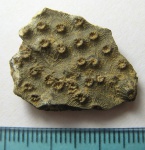 Плокоидный коралл Diplocoenia sp.