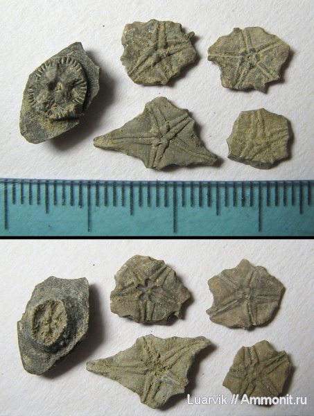 иглокожие, оксфорд, Крым, ?, Судак