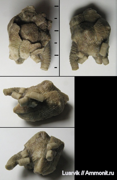 Cystoidea, Erinocystis, Rhombifera