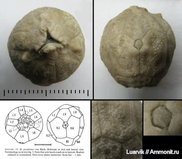 Hemicosmites, Cystoidea, Rhombifera