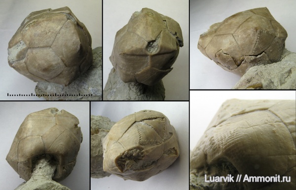 Echinoencrinites, Cystoidea, Rhombifera