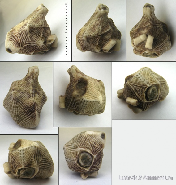 Cystoidea, Erinocystis, Rhombifera