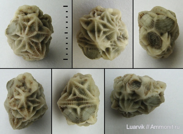 Echinoencrinites, Cystoidea, Rhombifera, Gonocrinites