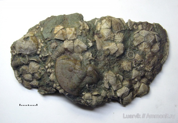 Echinoencrinites, Cystoidea, Rhombifera