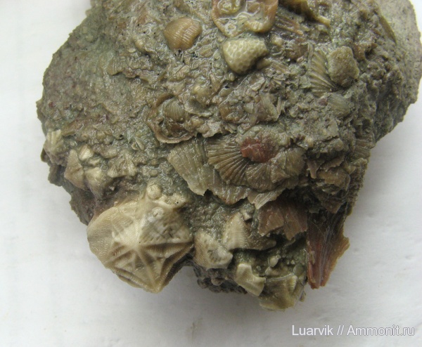 Echinoencrinites, ихнофоссилии, Bolboporites, Rhombifera