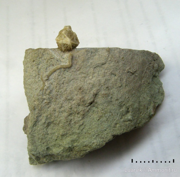 Echinoencrinites, Cystoidea, Rhombifera