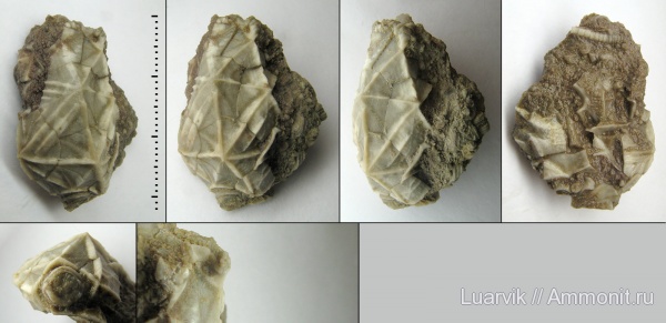 Cystoidea, Rhombifera, Cheirocrinidae, Cheirocystis