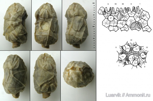 Cystoidea, Rhombifera, Quadrocystis