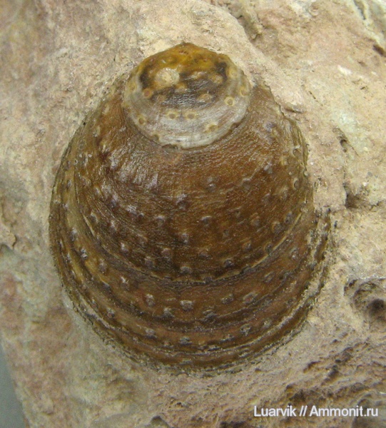Lingulaformea, Siphonotretidae, Eosiphonotreta verrucosa, Siphonotretida, Eosiphonotreta