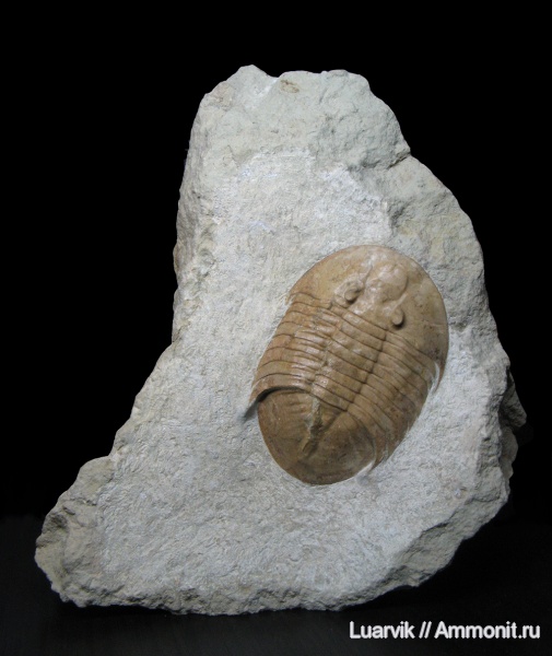 Pseudobasilicus