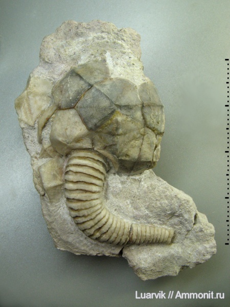 Cystoidea, Cheirocrinus, Rhombifera, Cheirocrinidae