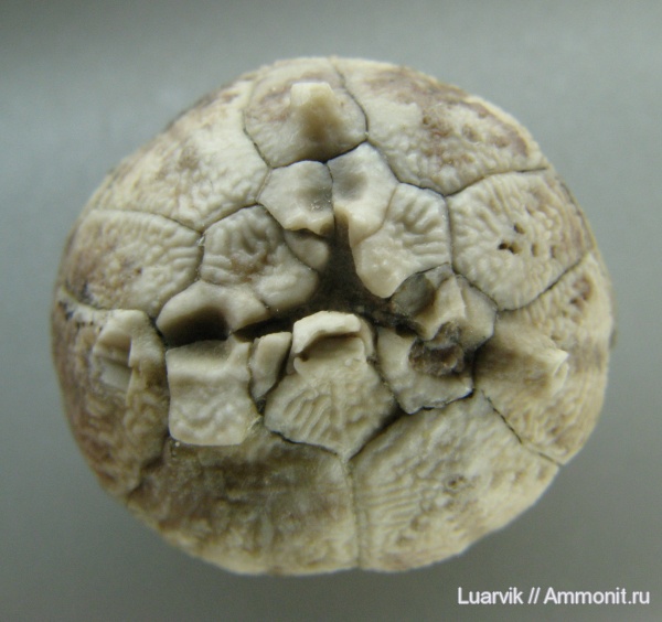 Hemicosmites, Cystoidea, Rhombifera