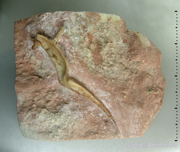 Bryozoa, обрастание, Dittopora, Epizoans