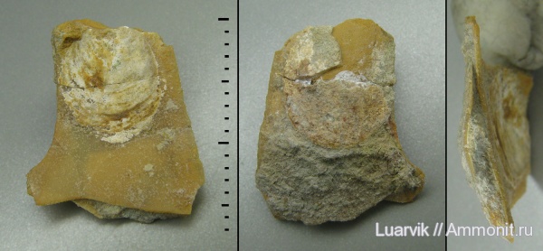 обрастание, Lingulaformea