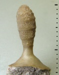 Dittopora clavaeformis Dybowski, 1877
