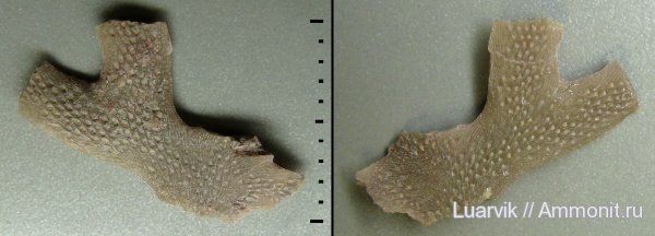 Bryozoa, Prophyllodictya