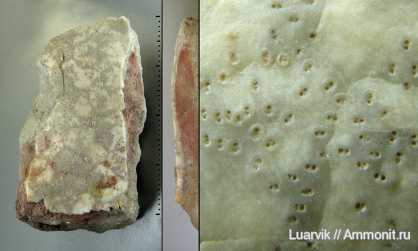 Cystoidea, Mesocystis, Diploporita