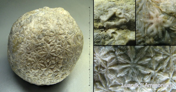 Cystoidea, Heliocrinites, Rhombifera