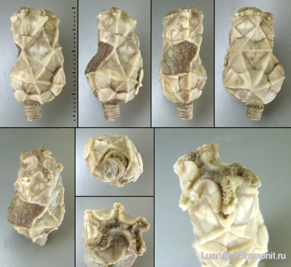 Cystoidea, Rhombifera, Cheirocrinidae, Cheirocystis