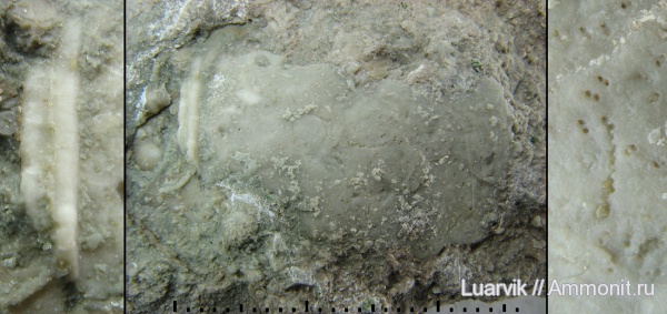 Cystoidea, Mesocystis, Diploporita