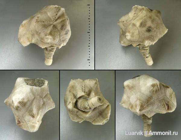 Cystoidea, Erinocystis, Rhombifera