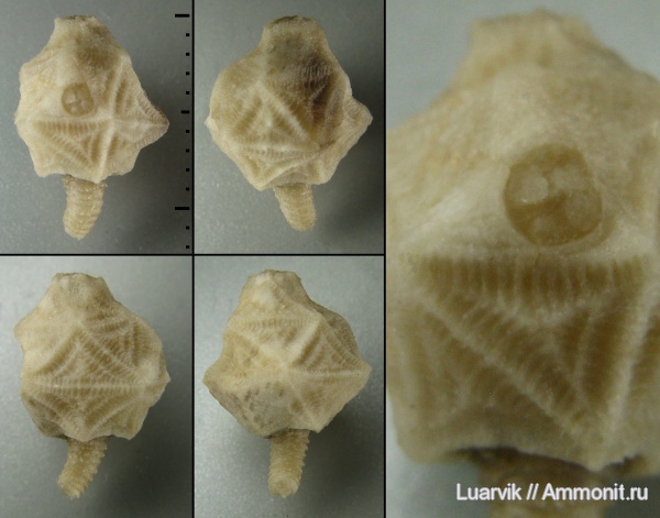 Echinoencrinites, Cystoidea, Rhombifera