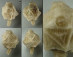 Echinoencrinites reticulatus с сохранившейся анальной пирамидкой