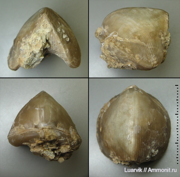Rhynchonellida, Ladogia, Ladogiidae, Ladogia meyendorfii, Epizoans