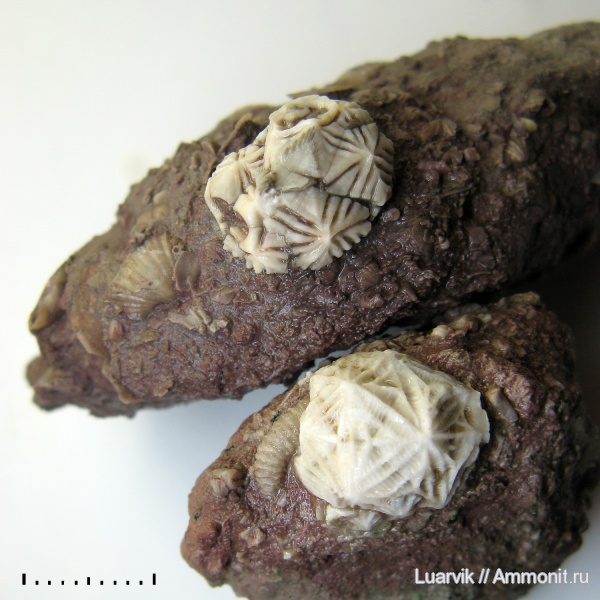 Echinoencrinites, Cystoidea, Rhombifera, Gonocrinites