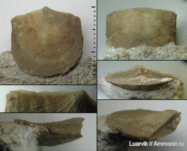 Billingsellida, Antigonambonites