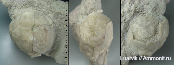 Hemicosmites, Cystoidea, Rhombifera