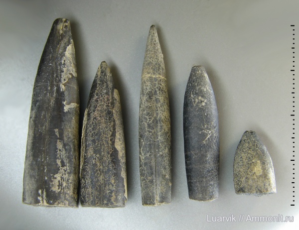 Hibolithes, Belemnitida