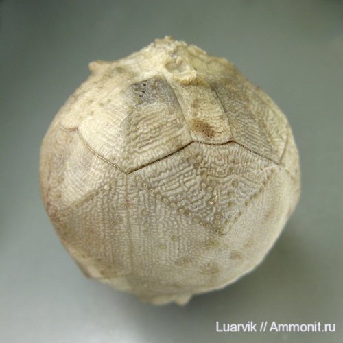 Hemicosmites, Cystoidea, Rhombifera