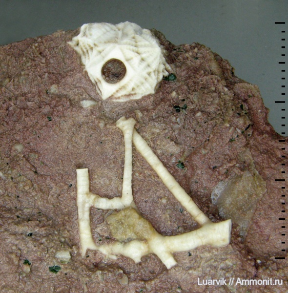 Echinoencrinites, Cystoidea, цирри, Rhombifera, holdfast, cirri, Gonocrinites