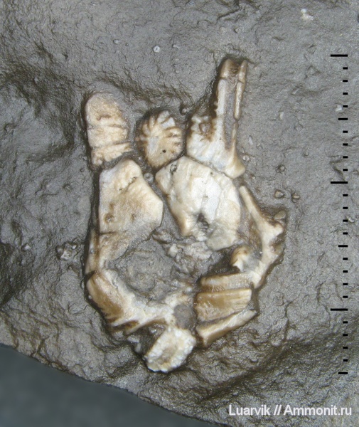 ордовик, криноидеи, Hybocrinida, Crinoidea, Hybocystites