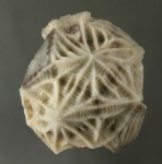 Echinoencrinites angulosus