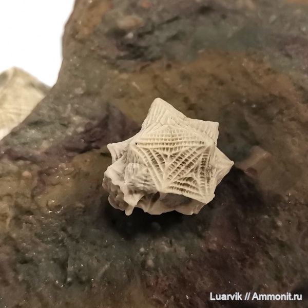 Echinoencrinites, Cystoidea, Rhombifera, Gonocrinites