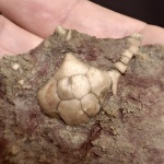 Hoplocrinus cf. heckeri