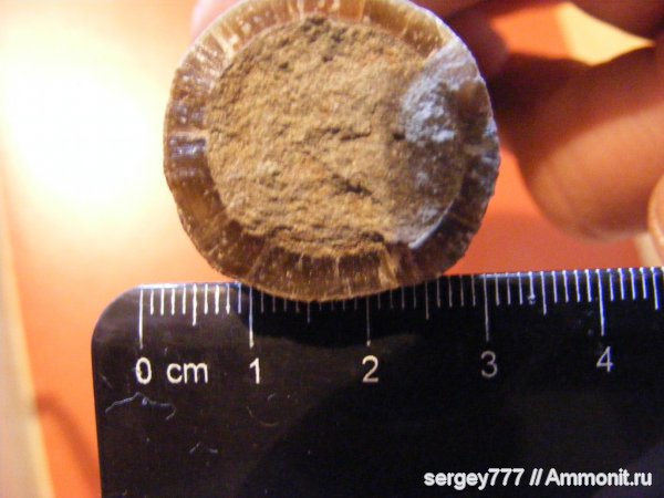 юрский период, Украина, Закарпатье, Приборжавский карьер, Jurassic